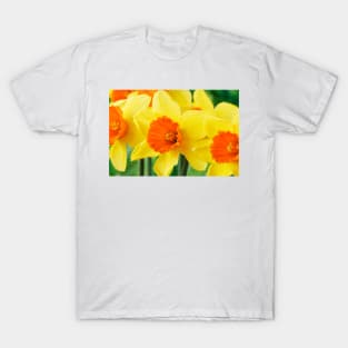 Narcissus  'Loveday'    Division 2 Large-cupped  Daffodil T-Shirt